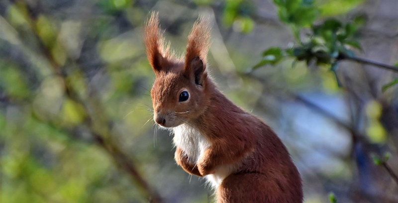 Aufmerksames Eichhörnchen